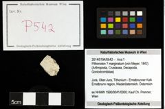 Foto (Objekt + Etiketten) von Pithonoton ? marginatum (von Meyer, 1842) 
